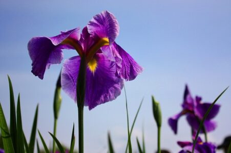 春の花4