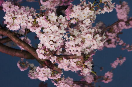 夜桜2