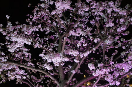 夜桜1