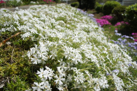芝桜2