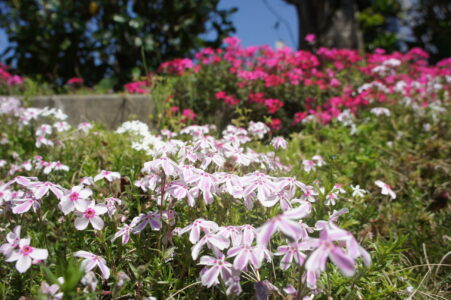 芝桜4