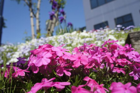 芝桜1