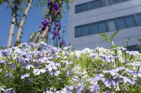 芝桜3