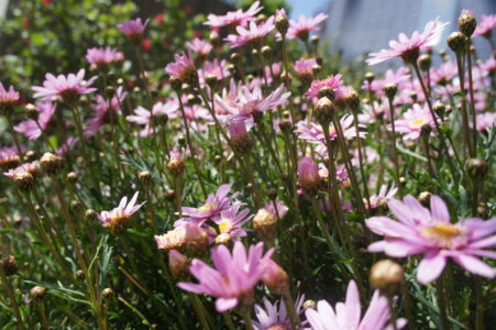 春の花3