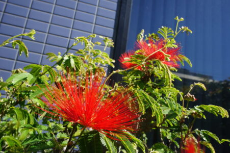 春の花1