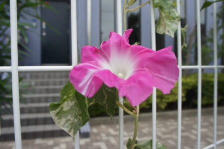朝顔1