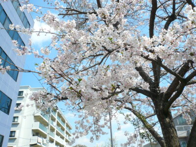 昼の桜2