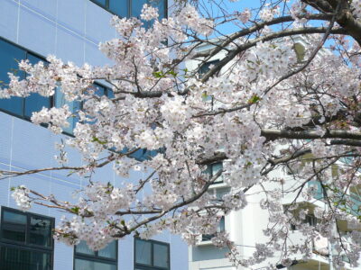 昼の桜1